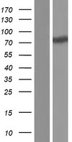 SSH3 Human Over-expression Lysates NM_017857