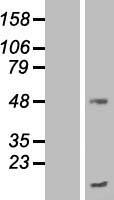 ls054968 tmem70 human over expression lysates nm 001040613 wb testing 2