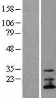 ls054968 tmem70 human over expression lysates nm 017866 wb testing 1