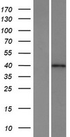 C4orf27 (HPF1) Human Over-expression Lysates NM_017867
