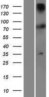 TTC12 Human Over-expression Lysates NM_017868