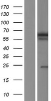 ls054971 banp human over expression lysates nm 001173540 wb testing 4