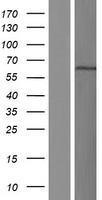 ls054971 banp human over expression lysates nm 001173541 wb testing 5