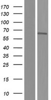ls054971 banp human over expression lysates nm 001173542 wb testing 6