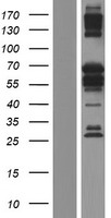 ls054971 banp human over expression lysates nm 001173543 wb testing 7