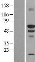 ls054971 banp human over expression lysates nm 017869 wb testing 1