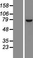 ls054973 int11 cpsf3l human over expression lysates nm 017871 wb testing 1