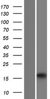 ls054979 plaat2 human over expression lysates nm 017878 wb testing 1