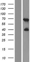ls054980 c2orf42 human over expression lysates nm 017880 wb testing 1