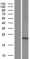 C9orf95 (NMRK1) Human Over-expression Lysates NM_001127603
