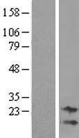 C9orf95 (NMRK1) Human Over-expression Lysates NM_017881