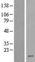 Host cell factor C1 regulator 1 (HCFC1R1) Human Over-expression Lysates NM_001002017