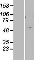 ZNF770 Human Over-expression Lysates NM_014106