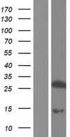TESC Human Over-expression Lysates NM_001168325