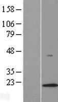 LAMTOR1 Human Over-expression Lysates NM_017907