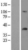 ls055007 fam118a human over expression lysates nm 017911 wb testing 2