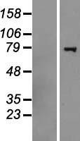 HERC6 Human Over-expression Lysates NM_017912