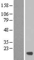ls055009 fam174c human over expression lysates nm 017914 wb testing 1