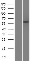 ls055010 c12orf48 parpbp human over expression lysates nm 017915 wb testing 1