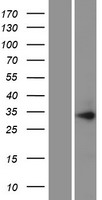 ls055011 pih1d1 human over expression lysates nm 017916 wb testing 1