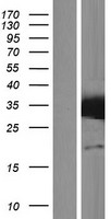 STX17 Human Over-expression Lysates NM_017919