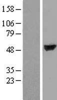 ls055020 ttc38 human over expression lysates nm 017931 wb testing 1