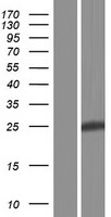 PID1 Human Over-expression Lysates NM_001100818