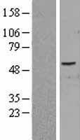 PID1 Human Over-expression Lysates NM_017933