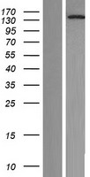 NOL8 Human Over-expression Lysates NM_017948