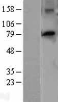 PTCD3 Human Over-expression Lysates NM_017952