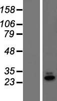 ls055049 rex1bd human over expression lysates nm 001100418 wb testing 1