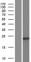 ls055049 rex1bd human over expression lysates nm 001100419 wb testing 2
