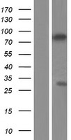 ls055063 zcwpw1 human over expression lysates nm 017984 wb testing 1