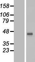 GPR172B (SLC52A1) Human Over-expression Lysates NM_017986