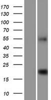 C9orf40 Human Over-expression Lysates NM_017998