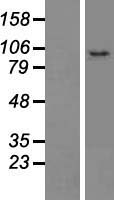C10orf118 (CCDC186) Human Over-expression Lysates NM_018017