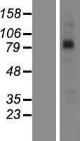 SAMD4B Human Over-expression Lysates NM_018028