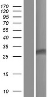 ls055101 dmac2 human over expression lysates nm 001167870 wb testing 2