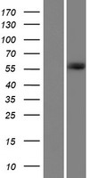 GPATCH2 Human Over-expression Lysates NM_018040