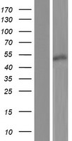 BSDC1 Human Over-expression Lysates NM_001143889