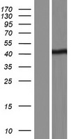 BSDC1 Human Over-expression Lysates NM_001143890