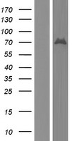 ls055108 bsdc1 human over expression lysates nm 018045 wb testing 4