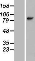 SLC6A15 Human Over-expression Lysates NM_182767