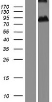 CRTAC1 Human Over-expression Lysates NM_018058