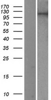PIWIL2 Human Over-expression Lysates NM_018068