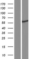 TRIM68 Human Over-expression Lysates NM_018073
