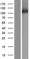 SRBD1 Human Over-expression Lysates NM_018079