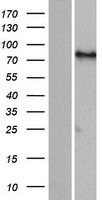 ls055137 fign human over expression lysates nm 018086 wb testing 1