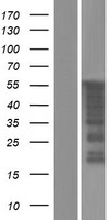 FAM90A1 Human Over-expression Lysates NM_018088