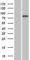 ANKZF1 Human Over-expression Lysates NM_001042410